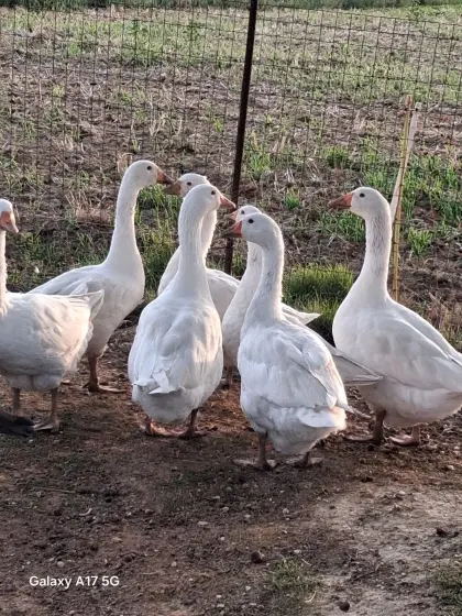 Gänse
