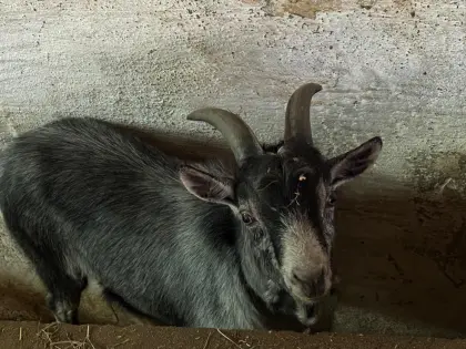 Blobe Bock