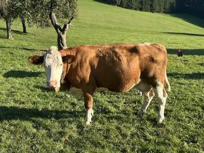 Bio-Mutterkuh