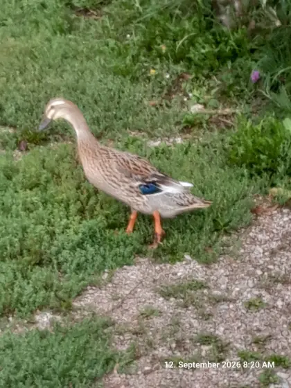 Enten