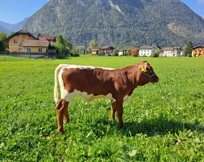 Kalb