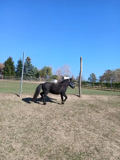 Mini-Pony Hengst