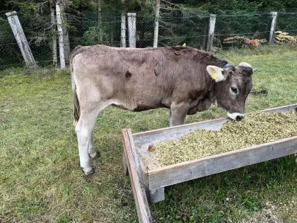 Original Braunvieh Jungkalbin