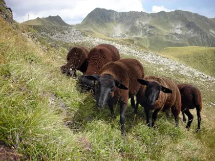 Suche Jura-Zuchtauen (10 bis 15 Stk.)