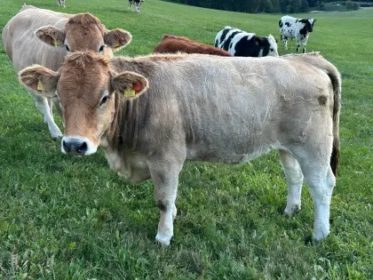 Bio Murbodner Kalbin zu verkaufen