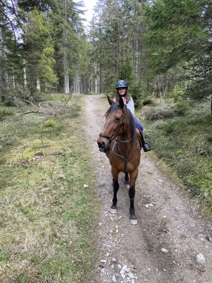 Freizeitpferd