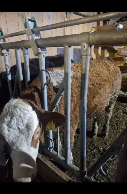 Bio Fleckvieh-Fleisch Einstellkalbinnen