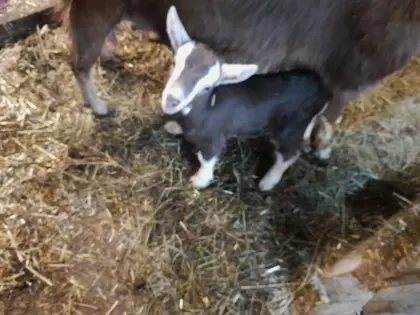 Suche hornlosen Ziegenbock zum Decken
