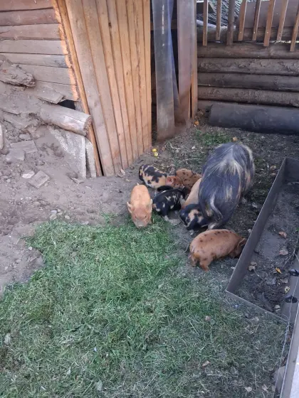 Kune Kune