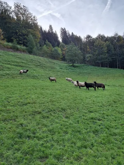 Bio-Mutterschafe