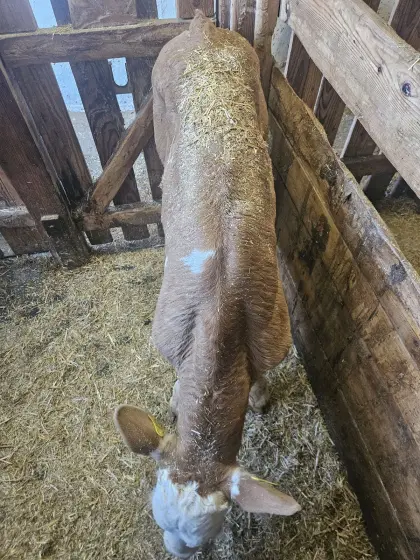 Mastkalb