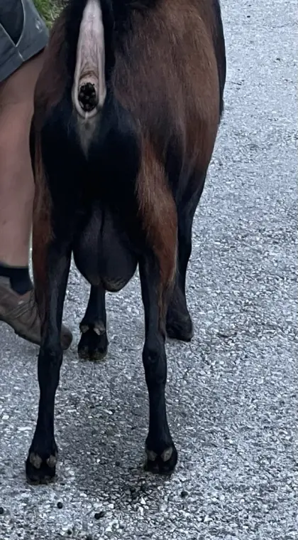 Ziegenbock