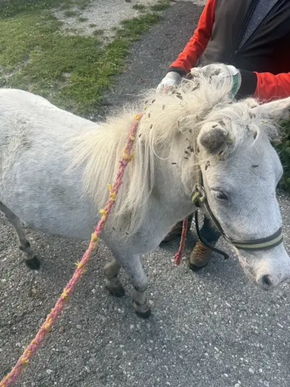 Ponystute