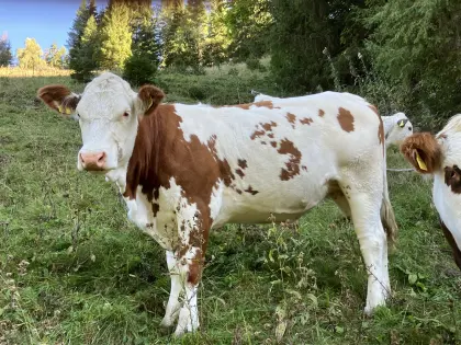 Trächtige Kalbin zu verkaufen