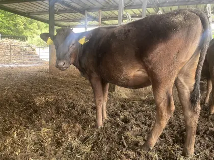 Wagyu-Absetzer, Bio, Herdbuch