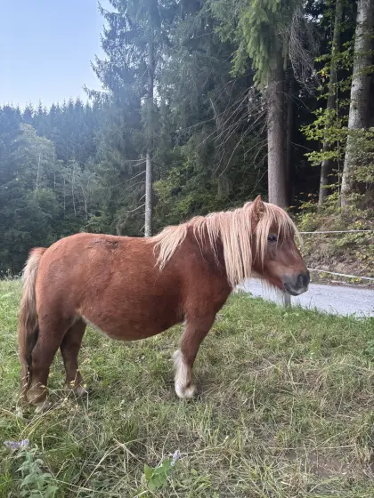 Pony