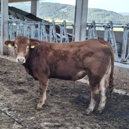 Limousin-Zuchtstier
