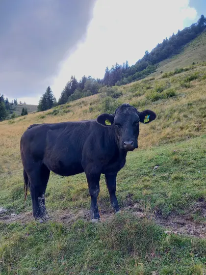 Bio-Angus-Kalbin