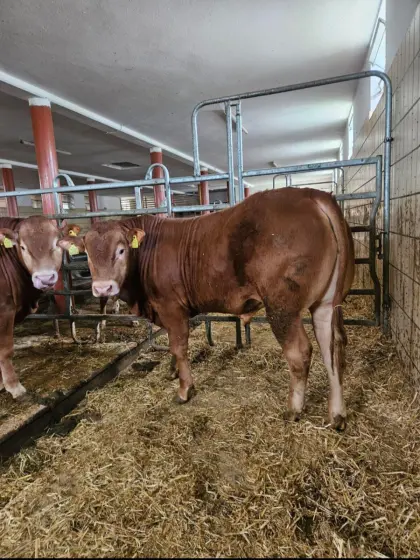 Hornlose Limousin-Stiere