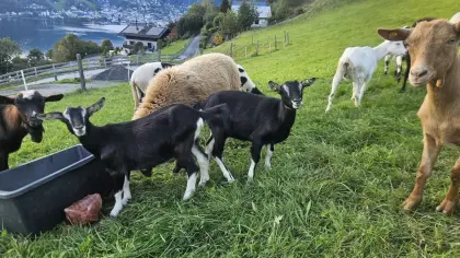 Verkaufe Pinzgauer Strahlenkitz