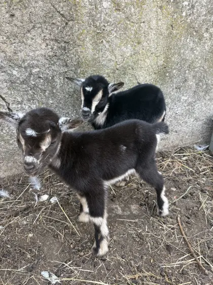 Zwergziegen-Babys abzugeben