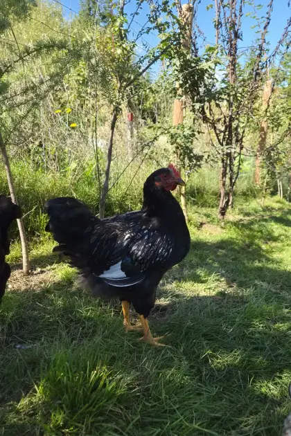 Barnevelder SSDG Hähne