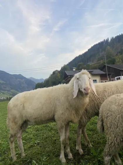 Tiroler Bergschafwidder