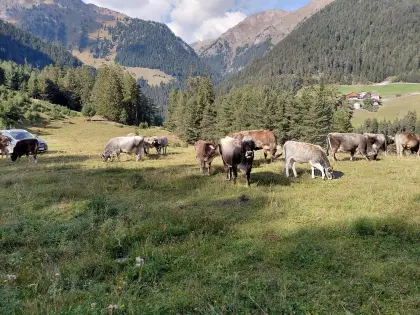 Graue Mutterkuh