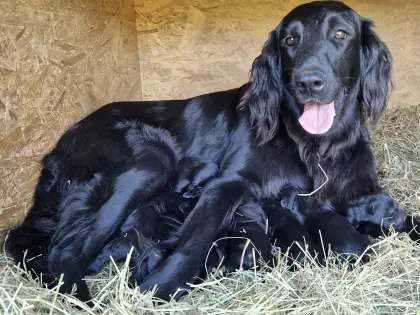 Flat Coated Retriever x Golden Retriever Welpen