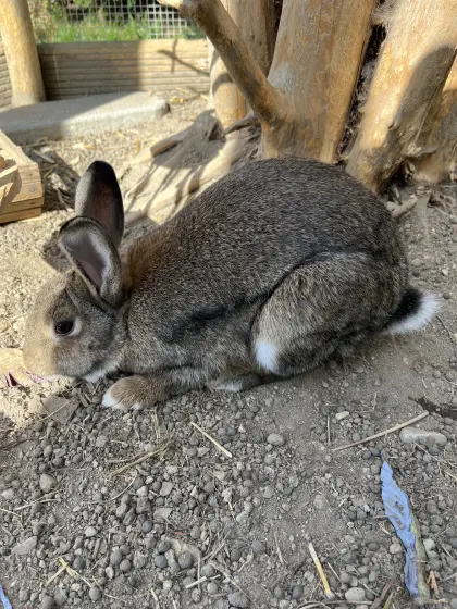 Kaninchen