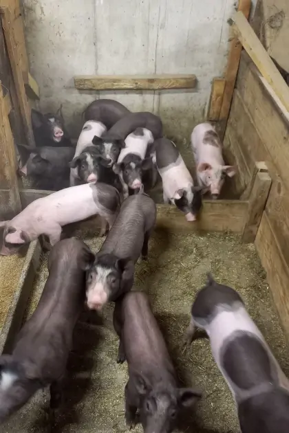 Ferkel zu verkaufen