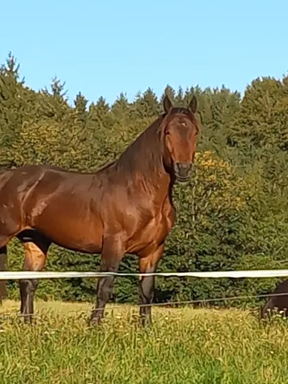 Wunderschöner brauner Noriker Hengst