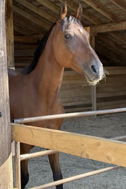 Einstellpferd gesucht
