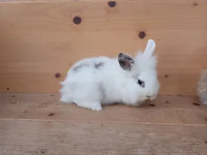Zwerglöwenkopf-Kaninchen