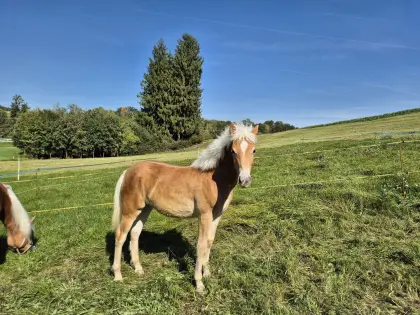 Haflinger Stutfohlen