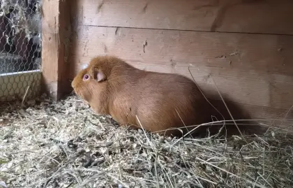 Süßes Meerschweinchen-Männchen abzugeben
