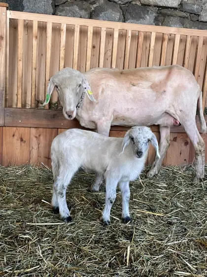 Weißes Bio-Steinschaf mit einem Lamm