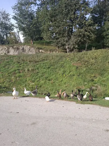 Gänse zum Abgeben