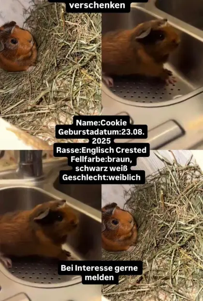 2 süße Meerschweinchen zu verschenken