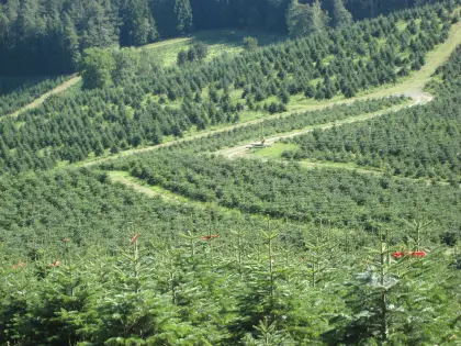 Nordmanntannen