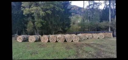 Brennholz