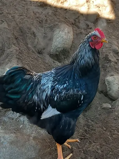 2 Barnevelder Hähne zu vergeben