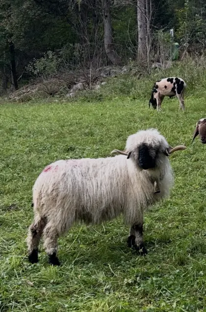 Walliser Schwarznasenschaf