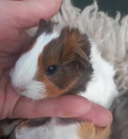 Meerschweinchen, Weibchen, Männchen