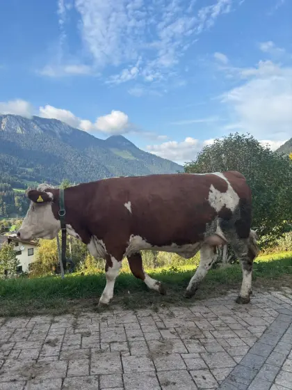 Kälbin