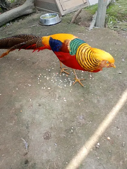 Goldfasane