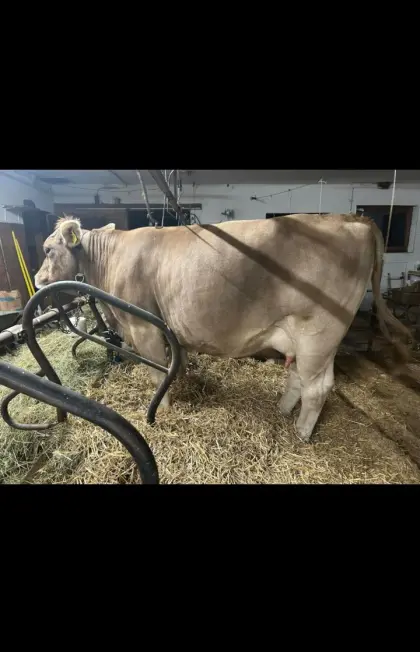 Original Braunvieh