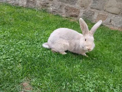 Luxkaninchen