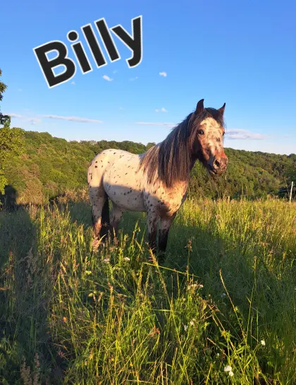 Appaloosa-Pony