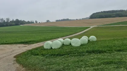Silomais-Rundballen